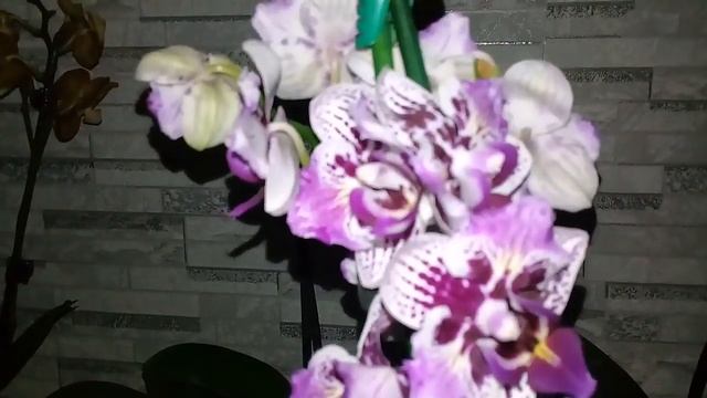 НОВЫЕ ПОКУПКИ ОРХИДЕЙ/20.07.2019/ смотреть онлайн