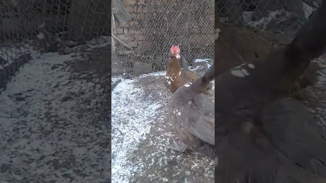 Утки Красный бык смотреть онлайн