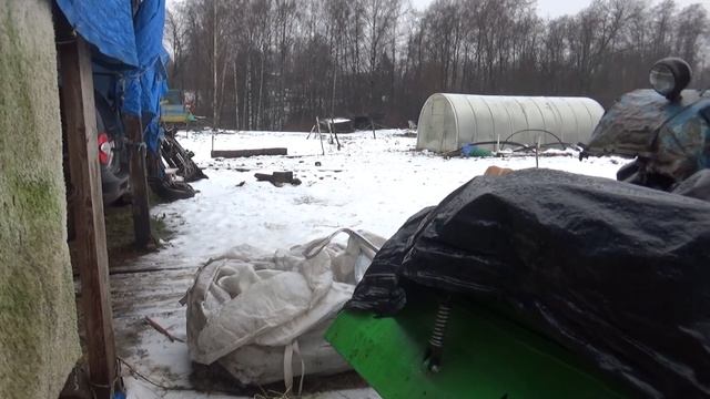 Теленок-альбинос. смотреть онлайн