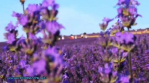 Я по тебе не перестану скучать