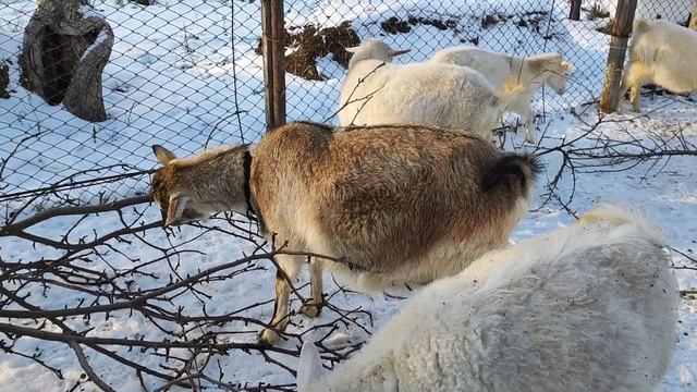 Стреляный воробей куста боится. смотреть онлайн