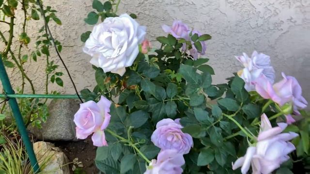 11/13/2021 beautiful and repeat blooming rose-silver lining rose! Zone 10a смотреть онлайн
