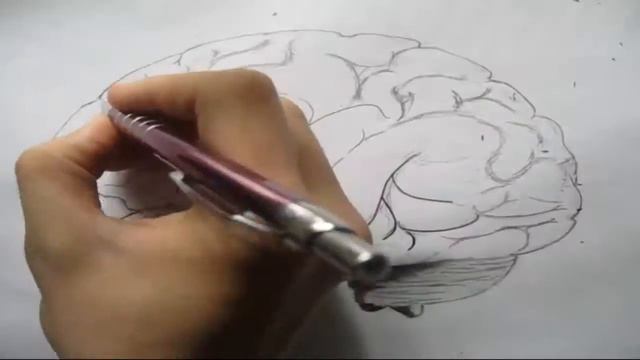BRAIN/МОЗГ. Любителям анатомии.. смотреть онлайн