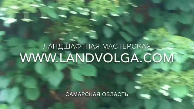 Гортензия Черешковая смотреть онлайн