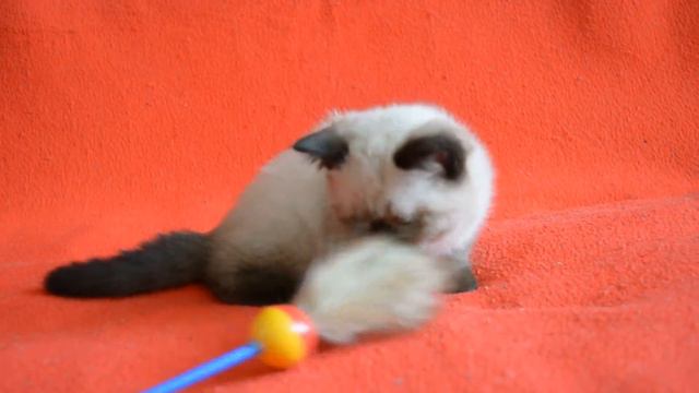 Шотландский прямоухий котенок Танзания Олкона - ВЫПУСКНИЦА Питомника смотреть онлайн