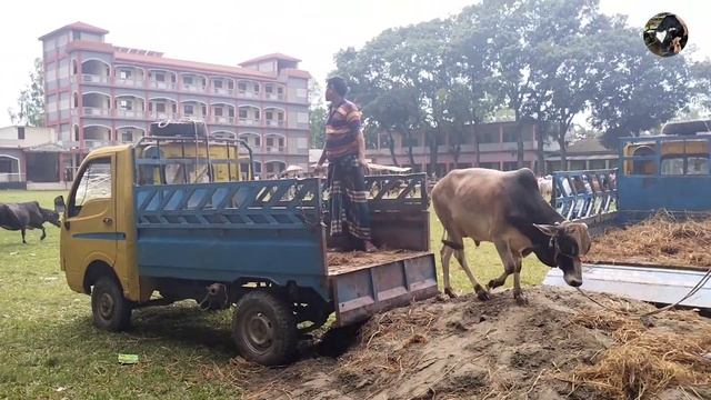 White Bull Jumped High / Near Very Popular Village Cattle Market / Cow Unloading From pickup van смотреть онлайн