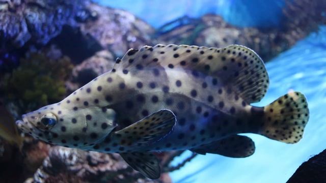 Василий Климов. Мурены и груперы смотреть онлайн