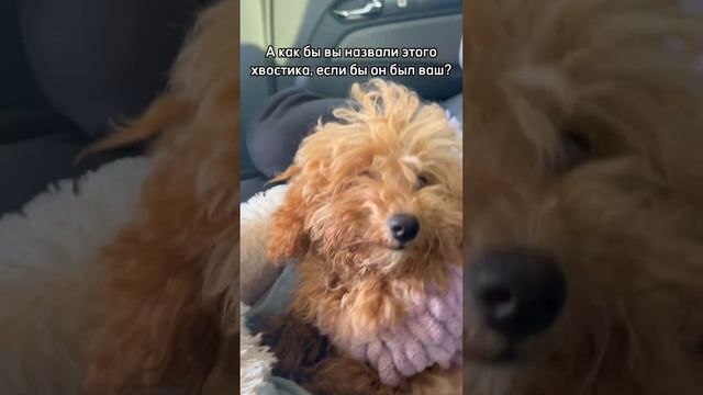 Как бы вы назвали этого хвостика?🐾🫶🏻 #рекомендации #тойпудель #животные смотреть онлайн