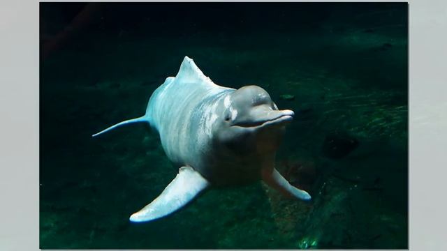 Amazonas-Delfin / Süßwasserdelfin Im Zoo Von Duisburg