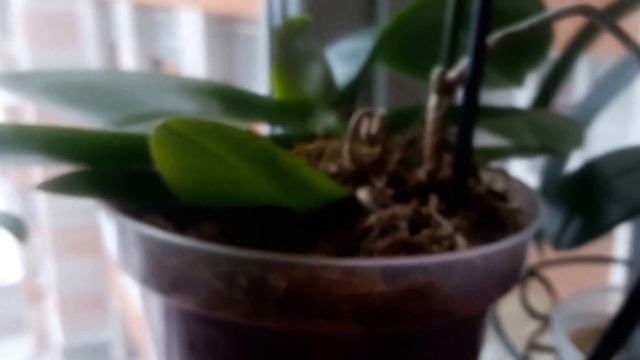 Восемнадцать Орхидей и две реанимашки смотреть онлайн