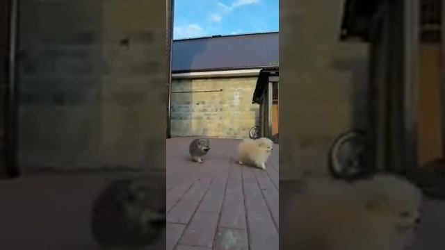 Супер шпицы смотреть онлайн