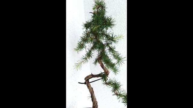 Bonsai Larix kaempferi Nachzügler aus 2021 смотреть онлайн