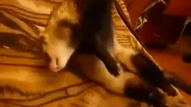 Теперь понимаю выражение "спит,как хорёк" смотреть онлайн