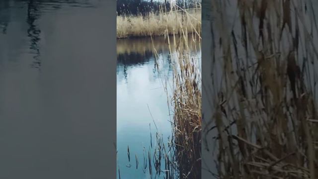 Природа.С.Макаровка.Наша река 1 января 2020 года. смотреть онлайн