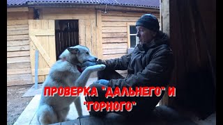 ВТОРОЙ ДЕНЬ ПРОВЕРКИ. ДАЛЬНИЙ И ГОРНЫЙ ПУТИКИ. смотреть онлайн