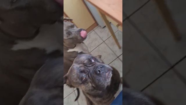 dog food no cheese смотреть онлайн