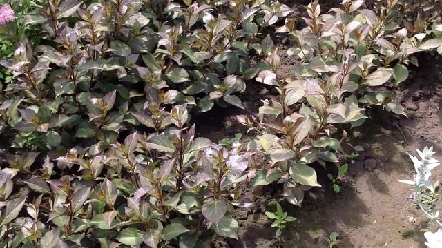 Вейгела. Посадочный материал собственного производства. смотреть онлайн