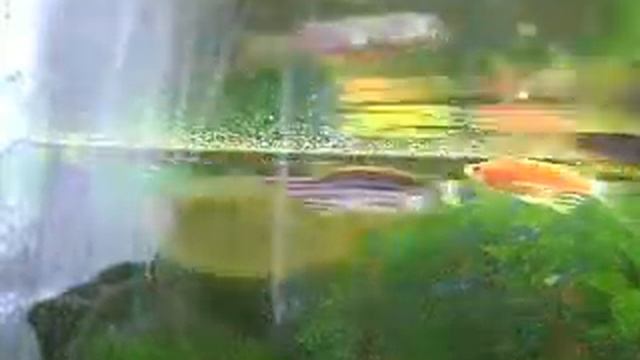 мои Данио рерио смотреть онлайн