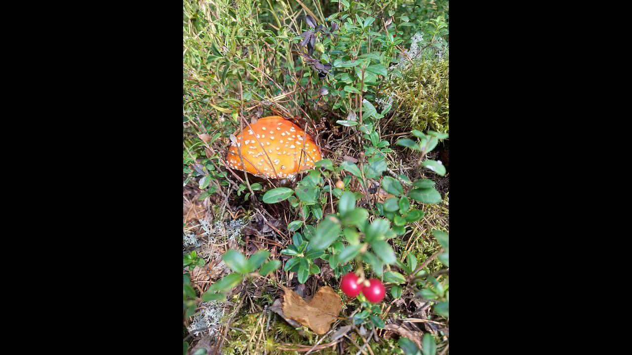 В ЛЕС ВСЕЙ ТОЛПОЙ / ПЕЧАЛЬНАЯ НАХОДКА В ЛЕСУ. смотреть онлайн