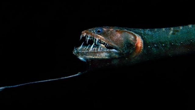 Рыба химера, морской заяц или акула призрак? смотреть онлайн