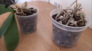 Реанимация орхидеи без листьев и точки роста