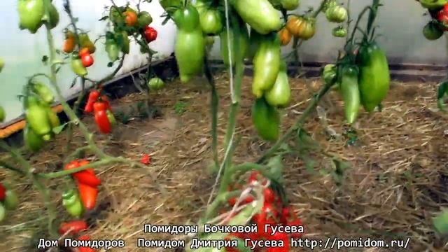 Помидоры Бочковой Гусева. Сахарный. Сорт высокорослый, достаточно ранний. Для отменной закуски! смотреть онлайн