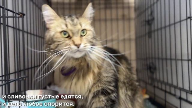 МИЛАНА смотреть онлайн