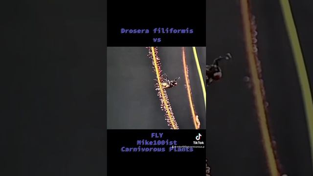 Drosera filiformis vs fly time-lapse смотреть онлайн