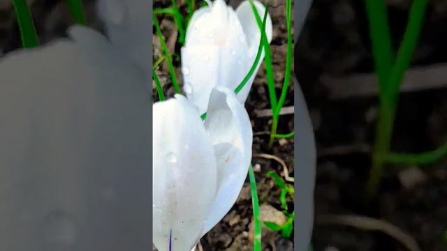 КРАСНОДАРСКИЙ КРАЙ ВЕСНА 12 МАРТА - ЦВЕТУТ ЦВЕТЫ, ПОЮТ ПТИЦЫ смотреть онлайн