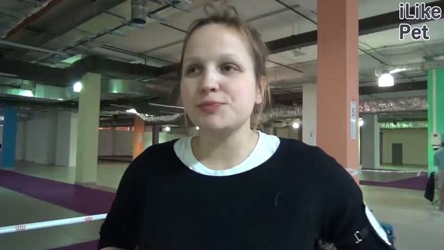 Итальянский спиноне на ilikepet. Особенности породы, уход смотреть онлайн