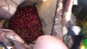 Как собрать 40 литров клюквы за 2 часа / Быстрый способ сбора ягод.