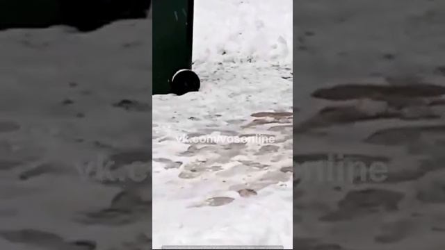 Крысы лазают по деревьям, пугают жителей Воскресенска, санитарные и коммунальные службы бездействую смотреть онлайн