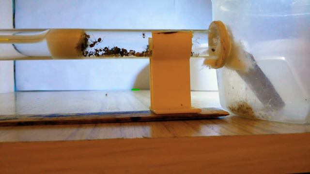 Муравьи у вас дома. С чего начать? #1 смотреть онлайн