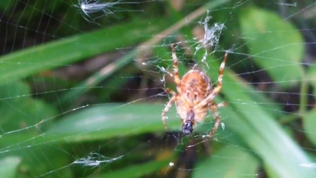 Встреча в лесу/Паук-крестовик/Арахнофобия. смотреть онлайн