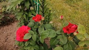 Английские розы в саду.