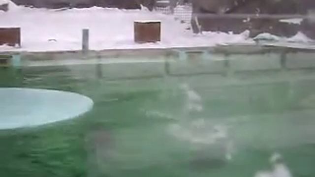 MOV07046 10/12/2013 Ижевск зоопарк смотреть онлайн