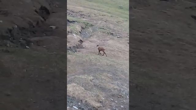 Олень в дикой природе смотреть онлайн
