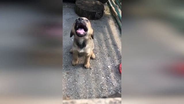 Можно вечно смотреть как счастливы наши выпускники.Брайт дома!Малыш будь умным и самым лучшим друго