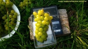 Ранний сорт винограда Белый Мускат