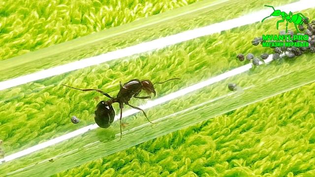 Муравьи вида Messor aegyptiacus, Египтяне! смотреть онлайн