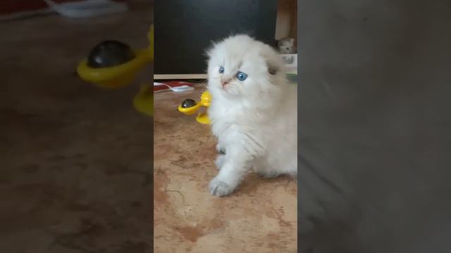 Шотландские котята .Москва смотреть онлайн