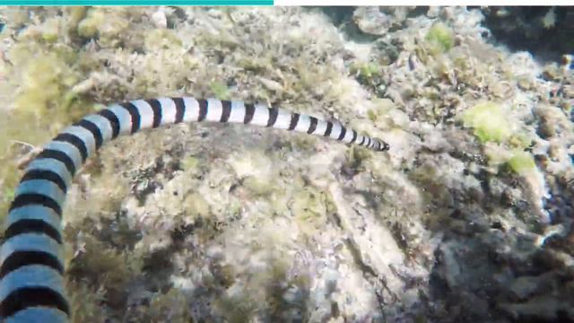 Sea Snakes Explained смотреть онлайн