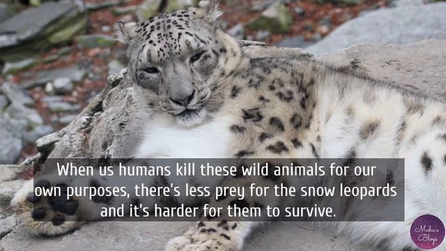 Are Snow Leopards going Extinct?| How to Save the Endangered Species. |Snow Leopards | Silent Hunte смотреть онлайн