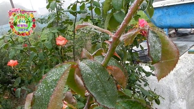 Паук Мизгирь - тотем 2020 года дарит дачникам волшебные инструменты для перехода в Золотую Эпоху смотреть онлайн