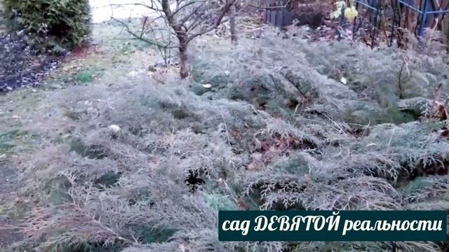 От ТУИ до МИКРОБИОТЫ?ХВОЙНЫЕ в САДУ? смотреть онлайн