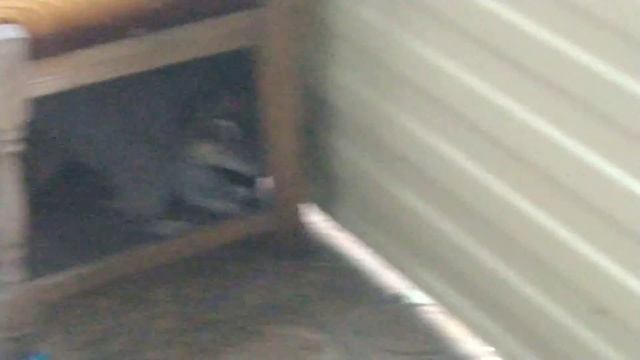 Дикие еноты приходят в гости