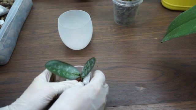 ОРХИДЕИ из HAPPY ORCHIDS,пересадка СТЮАРТИАНЫ из Серамиса.Привет Людмиле Квашиной :) смотреть онлайн