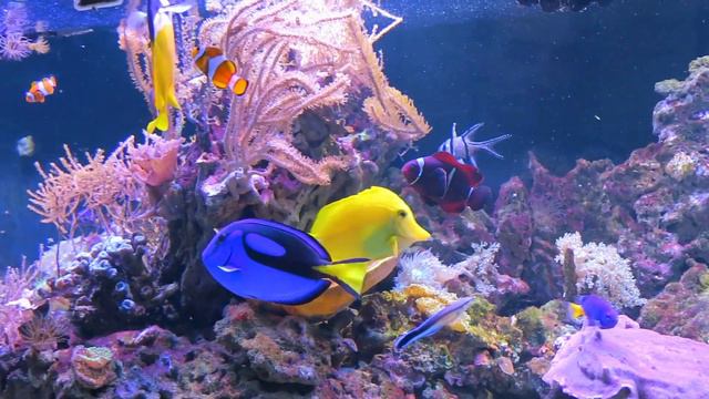 Vlog Польша 2020 Вроцлавский зоопарк 🐊 Семейная прогулка. смотреть онлайн