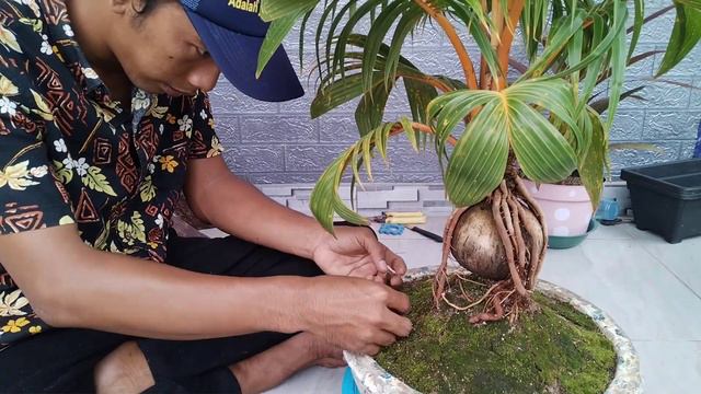 CARA MENGHIASI BONSAI KELAPA DENGAN LUMUT смотреть онлайн