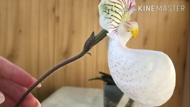 Paphiopedilum micranthum в моих условиях и в моем уходе. смотреть онлайн